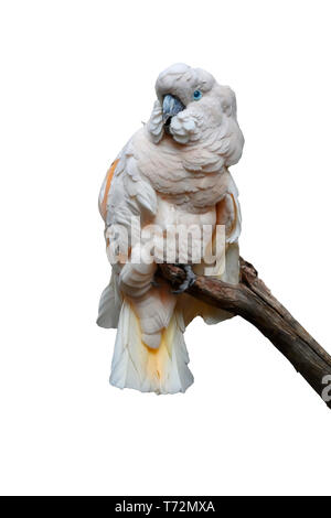 The Salmon-crested cockatoo (Cacatua moluccensis), also known as the Moluccan cockatoo, is a cockatoo endemic to the Seram archipelago in eastern Indo Stock Photo