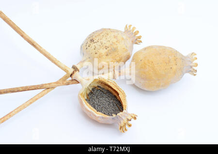 Dried poppy heads with pile of poppy seeds isolated on white background Stock Photo