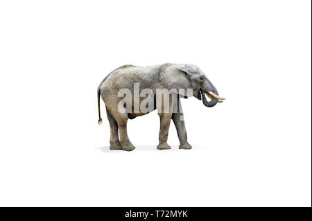 African elephant with clipping path Stock Photo - Alamy