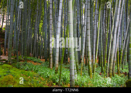 Japanese giant bamboo growing dense in the forest garden in Japan Stock Photo