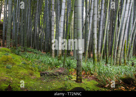 Old Japanese giant bamboo growing dense in the forest garden in Japan Stock Photo