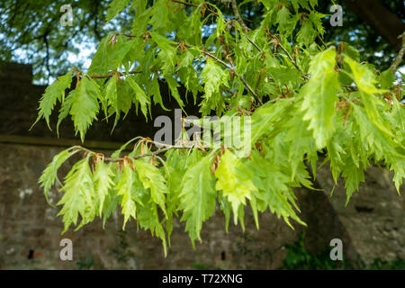 CARDIFF, UK - APRIL 27 : Fern-leaved Beech tree growing at St Fagans National Museum of History in Cardiff on April 27, 2019 Stock Photo