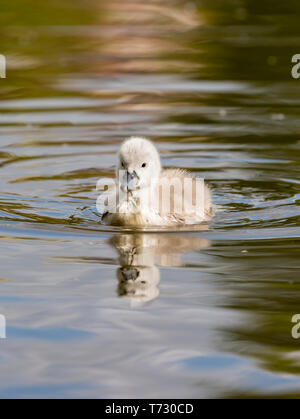 Wild cygnet chick (Cygnus olor) isolated outdoors in spring sunshine, swimming in freshwater lake, UK wildlife. Stock Photo