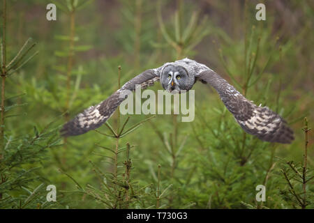 Great grey owl or great gray owl (Strix nebulosa) is a very large owl, documented as the world's largest species of owl by length. Stock Photo