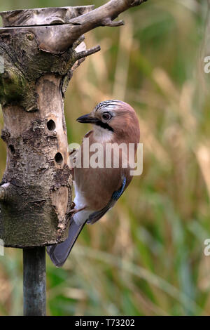Jay, Garrulus glandarius on a log bird feeder, YWT Adel Dam, Leeds, West Yorkshire, England, UK. Stock Photo