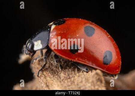 Tiny red ladybug with 4 spots on brown leaf macro photography Stock Photo