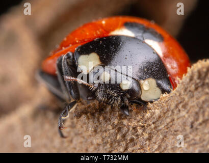 Tiny red ladybug with 4 spots on brown leaf macro photography Stock Photo