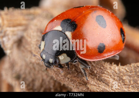 Tiny red ladybug with 4 spots on brown leaf macro photography Stock Photo