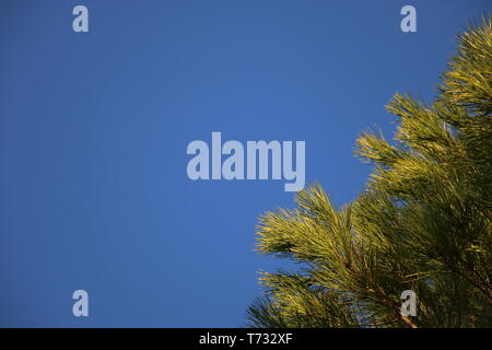 South of France, Occitania - Pine tree leaves on a blue sky Stock Photo