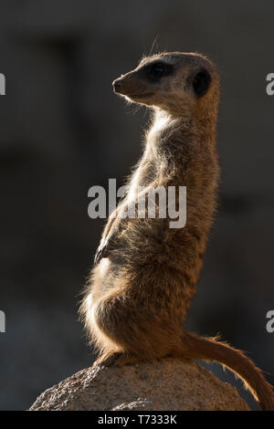 Free Images : watch, nature, animal, wildlife, wild, zoo, portrait, mammal,  fauna, close up, whiskers, head, vertebrate, mood, meerkat, mongoose,  meerkats, is watching, llatportr, k mlel 3875x2848 - - 745348 - Free stock  photos - PxHere