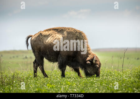 Wild bisons on the prairie Stock Photo