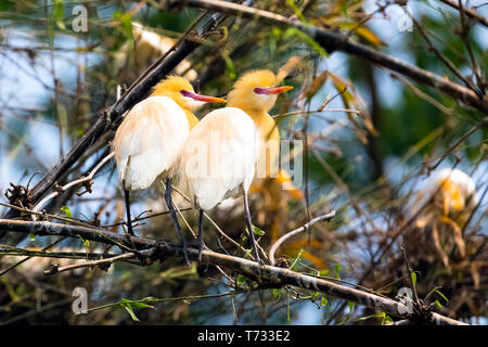 Egret bird couples sitting on Bamboo tree bushes found in lakeside Pokhara Nepal. more than hundred egrets birds with nests that was breeding season. Stock Photo