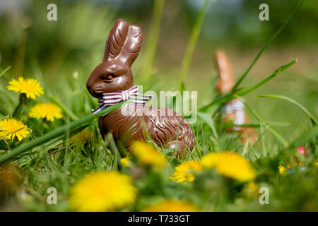 A portrait of chocolate easter bunnies in the grass, set out for the kids to find on the easter holiday. Stock Photo