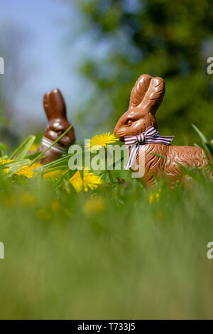 Two chocolate easter bunnies in the grass and between dandelions in the garden,  ready for the kids to find on their easter egg hunt. Stock Photo