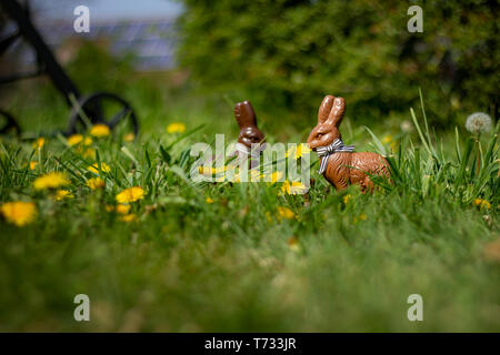 two chocolate easter bunnies in the grass and between dandelions in the garden,  ready for the kids who are coming for the easter egg hunt. Stock Photo