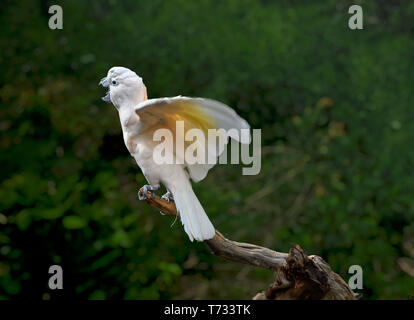 The Salmon-crested cockatoo (Cacatua moluccensis), also known as the Moluccan cockatoo, is a cockatoo endemic to the Seram archipelago in eastern Indo Stock Photo