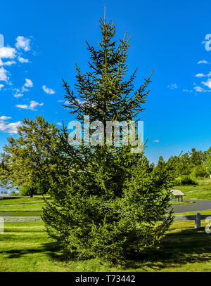Real Tree Perfect Shape Perfectly shaped tree Stock Photo - Alamy