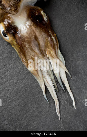 The head and tentacles of a single, raw, uncooked cuttlefish, Sepia officinalis, that was caught in the English Channel. It is destined for a stew in  Stock Photo