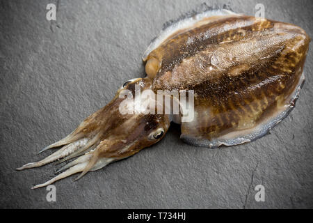 A single, raw, uncooked cuttlefish, Sepia officinalis, that was caught in the English Channel. It is destined for a stew in which it will be cooked in Stock Photo