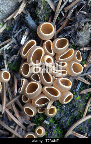 Geopyxis carbonaria, known as the charcoal loving elf-cup, dwarf acorn cup, stalked bonfire cup, or pixie cup Stock Photo