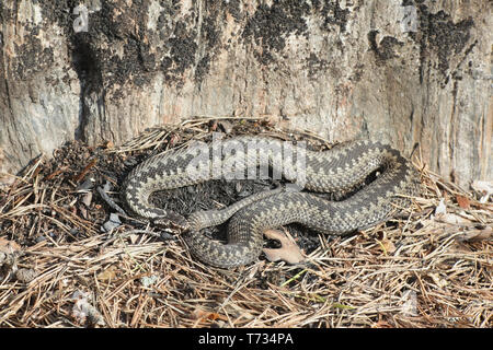 Vipera berus, known as the common European adder or common European viper Stock Photo