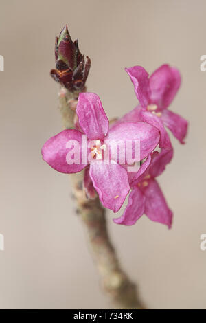 Daphne mezereum, commonly known as mezereum, mezereon, February daphne, spurge laurel or spurge olive Stock Photo