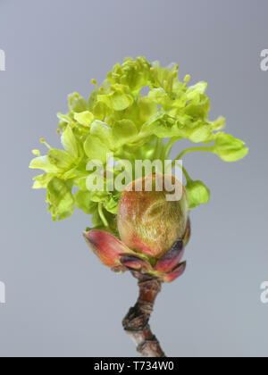Acer platanoides, known as Norway maple Stock Photo