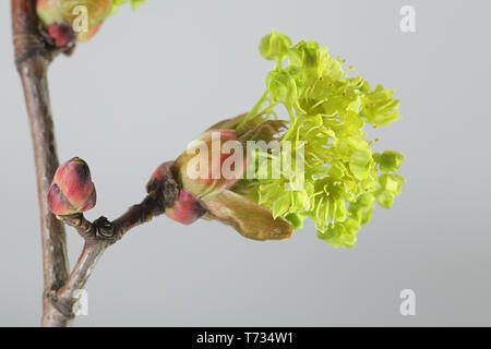 Acer platanoides, known as Norway maple Stock Photo