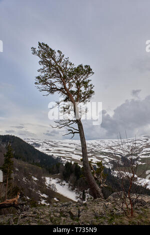 Lonely tree over a cliff on a background of snow mountains Stock Photo
