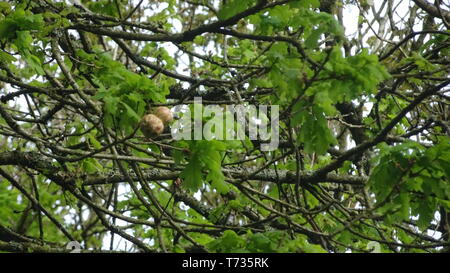 Woodland Photo taken in Bristol UK on a spring day Stock Photo