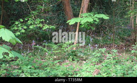 Woodland Photo taken in Bristol UK on a spring day Stock Photo