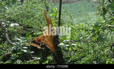 Woodland Photo taken in Bristol UK on a spring day Stock Photo
