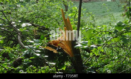 Woodland Photo taken in Bristol UK on a spring day Stock Photo