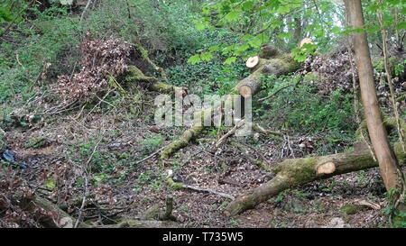 Woodland Photo taken in Bristol UK on a spring day Stock Photo