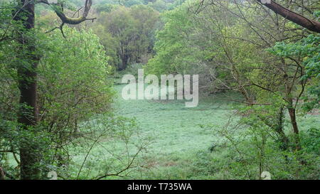 Woodland Photo taken in Bristol UK on a spring day Stock Photo