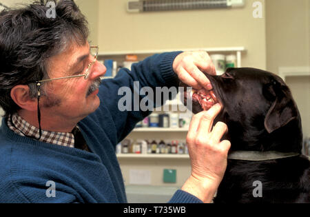 vet examining labrador dog's teeth Stock Photo