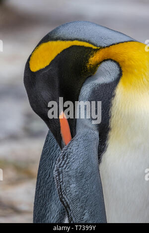 Portrait of a king penguin sleeping Stock Photo