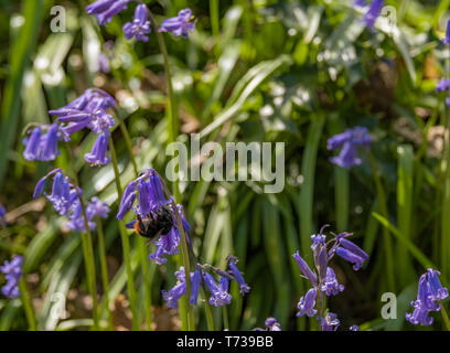 A bumble bee clinging on to a bluebell flower collecting pollen. Stock Photo