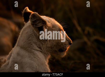 A rare wild white lion cub Stock Photo