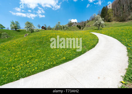 country road leading through spring meadows and orchards with blossoming cherry trees above Lake Zug in Switzerland Stock Photo