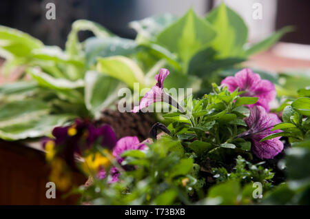 purple petunia on pot in a corner of the garden Stock Photo