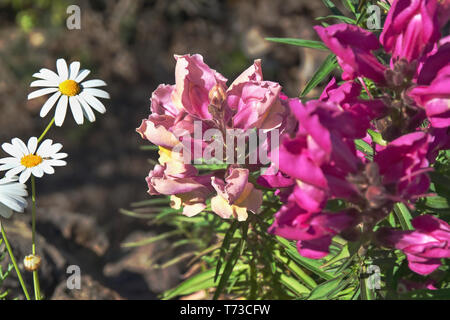 Closeup of a big snapdragon, a flower on Tenerife and the Canaries in color dark rose with beige. Two flowers to the left of a marguerite and next to  Stock Photo