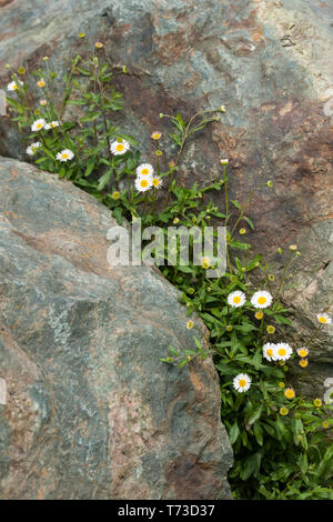white daisies growing in a cleft in two rocks Stock Photo
