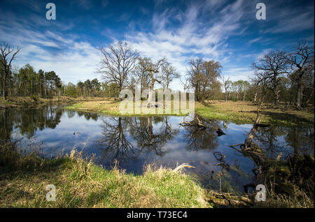 Oxbow lake of the Warta river, Poland. Stock Photo