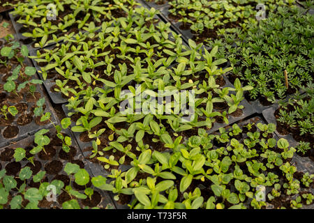 mix of small seedlings of vegetables growing inside of a greenhouse ...