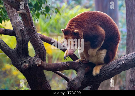 Tree kangaroo Matchie's tree kangaroo (Dendrolagus matschie) in the rain Stock Photo