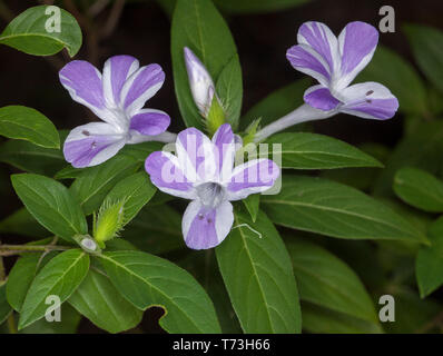 Cluster of stunning and unusual mauve and white striped flowers of Barleria cristata 'Jet Streak' against background of bright green leaves Stock Photo