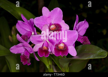 Cluster of spectacular purple / red flowers and green leaves of Cattleya orchid against dark background Stock Photo