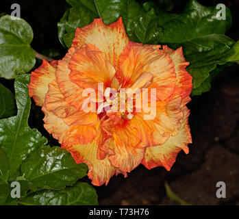 Stunning double vivid orange and yellow streaked flower and bright green leaves of HIbiscus 'Rainbow Fire' on dark background Stock Photo