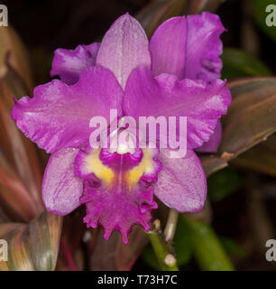 Spectacular purple / red orchid flower, Cattleya Narooma x Deception Drop 'Copper and Spots' on dark background Stock Photo